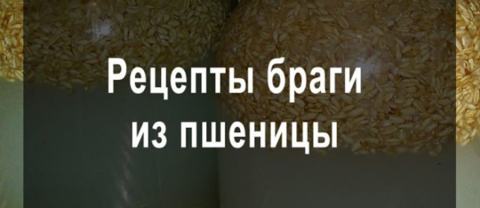 Брага из пшеницы для самогона